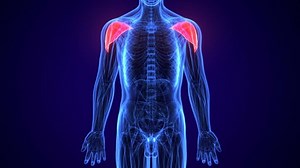 3d Rendered Medically Accurate Illustration Deltoid Stock Footage Video (100% Royalty-free) 1021866316 | Shutterstock
