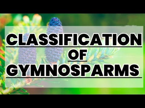 Classification of Gymnosparms | Educational info