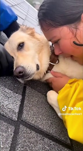 Sauvetage héroïque d'un chien en détresse