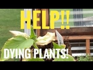 WHY is my CUCUMBER plant DYING?