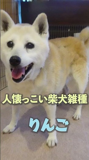 【保護犬・保護猫 オンライン譲渡会開催‼】 2月17日（土）13時~17時15分 ～神奈川県動物愛護センター