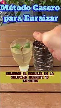 "Homemade Method for Rooting Camellias: Step-by-Step Guide"