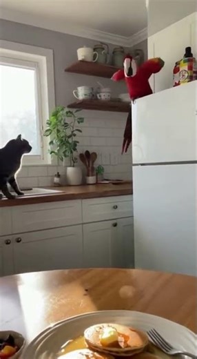 “Macaw Steals Breakfast… and Starts a Kitchen War! 😂🦜🔥”