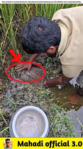 What fish did he find in the small rice field?🐟#viralvideo #facts #fishinggear #fishinglife #fish