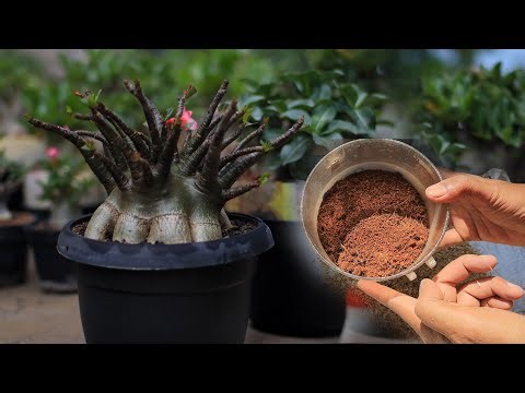 KALIUM | Manfaat Bagi Tanaman Adenium, Khususnya Black Series | Bonsai Mawar Gurun