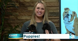 The importance of pet fostering with Norfolk SPCA on Coast Live