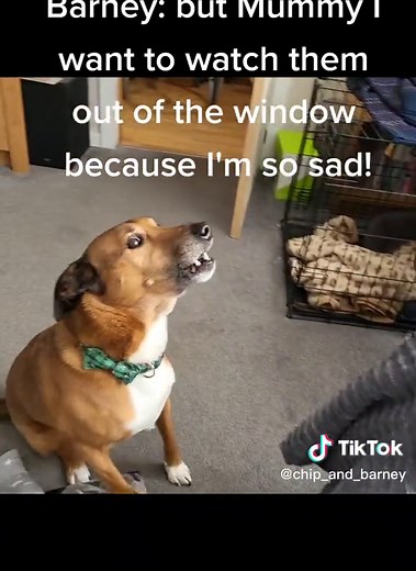 When Dad takes Chip for a Walk before Barney (this is the same routine every time!) #barneythedog #saddog #walkies #notfair #myturn #funnydogs #dogsoftiktok #puppiesoftiktok #dogtok #dogs #puppies #k9 #familydogs #ourboys #somuchlove #doglover #goodboy #daftdog #funtimes #cutedog #fyp #fydogs