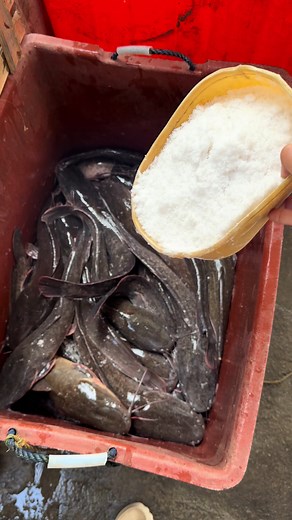 Exploring Salp Fish in Asin Series