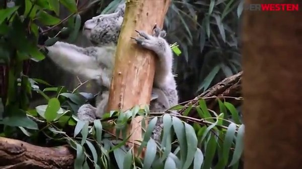 Die Koalas im Duisburer Zoo futtern Eukalyptus - so süß!