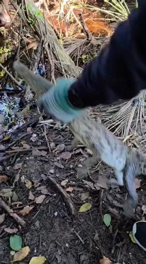 EXITOSO RESCATE Y REUBICACIÓN DE COCODRILO AMERICANO EN COZUMEL #Cozumel En un esfuerzo conjunto por la preservación de las especies locales, autoridades ambientales lograron el rescate y reubicación segura de un ejemplar de Cocodrilo Americano dentro de su hábitat natural en la isla de Cozumel. La operación se llevó a cabo bajo una estrecha coordinación con la Procuraduría Federal de Protección al Ambiente (PROFEPA). El manejo del ejemplar se realizó siguiendo estrictamente los protocolos estab
