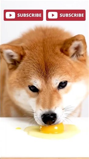 Never Feed This to Your Dog - 13 🐶