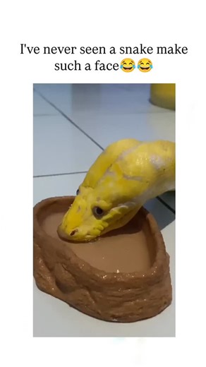 memer boy on Instagram: "The post showcases a 17-second video of a yellow morph ball python lapping water from a dish, its wide-eyed, open-mouthed posture creating an illusion of a surprised or grumpy human expression that has amused over 29,000 viewers. User reactions anthropomorphise the snake as "cute" or "puppy-like," with replies sharing similar clips, reflecting how such content softens common phobias by highlighting reptiles' endearing traits in captivity. Ball pythons, native to sub-Saha