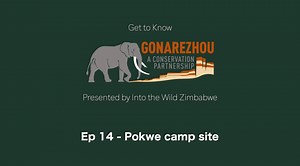 Get to Know Gonarezhou! Follow our virtual journey throughout the Park as Gus Le Breton from 'Into the Wild Zimbabwe' takes you through all the available accommodation sites in Gonarezhou. We will begin in the north, traveling along the Runde towards the confluence with the Save River before making our way southwards towards the accommodation options in the centre of the Park, finishing with the sites along the scenic Mwenezi River. Pokwe is a lesser known exclusive site situated towards the Run
