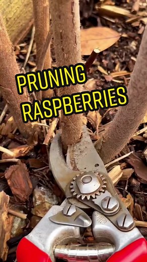 Pruning Raspberries for a Bountiful Harvest