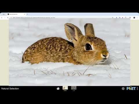 Natural Selection PhET Simulation Tutorial