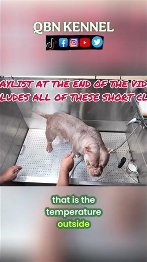 DIY Dog Bath: Baking Soda & Coconut Oil Recipe! #shorts