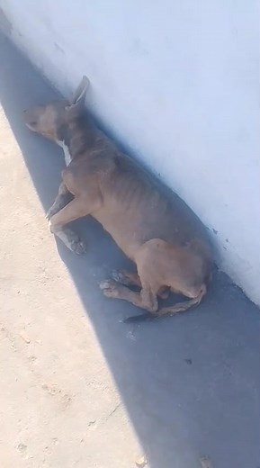 Amig@s! Ya se encontro el perrito ,qué esta enfermo ,vive en situación de calle ,yo puedo llevarle al veterinario ,pero la cosa no termina ahi se ocupa un lugar para el ,ya sea hogar temporal o pensión ,nose ,ya qué yo estoy saturada ,agarre 2 rescates recientes y ya no puedo ni tengo donde meterlo ,por protocolo de salud no puede andar ahi suelto con los otros ,ya que dicen que trae dolor .Estamos en Tijuana Mexico ,por bolevard cucapah esta el perrito .Alguién que ayude con inf .COMPARTE PORFA