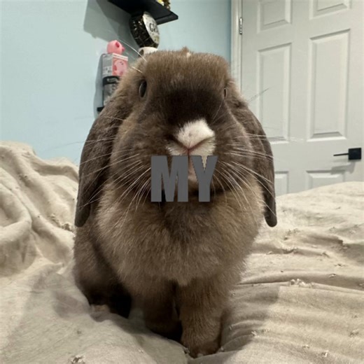 Honey the Bunny: A Fun Party Adventure