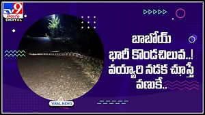 Python Viral Video: బాబోయ్‌ భారీ కొండచిలువ..! వయ్యారి నడక చూస్తే వణుకే.. ఇలాంటి వీడియో చేస్తే తట్టుకోలేరు..