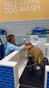 130K views · 2.3K reactions | Last month, I discovered a self-service dog wash, and all I can say is that, as a wheelchair user, it’s so much easier to bathe my dog now. | Marcela Marañon - The Journey of a Brave Woman | Facebook