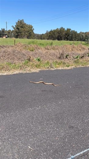 105K views · 506 reactions |  Snake Season Safety for Your Dogs ...