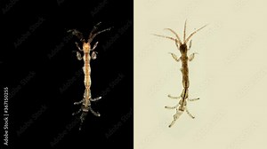Sea goats under a microscope, a family Caprellidae, of crustaceans from the order Caprellida, lead a bottom lifestyle, omnivores, stand out with a narrow and long body.Barents Sea