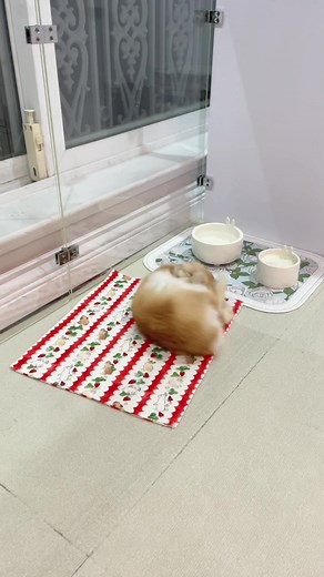 Cute Bunny Pretends to be Dead 🐰