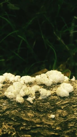close-up shot of a white fungus spreads all over the trunk 🍄
