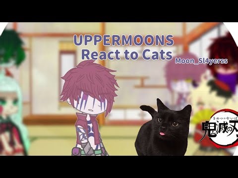 || Uppermoons React To Cats || Moon_Sl4yerss ||