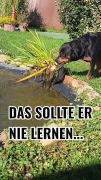 ⚠️🐶 5 Dinge, die ein Rottweiler nie lernen sollte!
