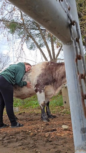 🐄 Meet the Herd Monday! Meet Moo Moo! 💕 At 10 years old, she’s the oldest cow in our herd and truly one of a kind. Kevin purchased her back in 2015 as a heifer, and she’s been part of Welke Valley Ranch ever since. Moo Moo has added strong Shorthorn genetics to our herd, and her bull calves have always fed out beautifully — providing our family and others with high-quality beef. 🥩 She also holds a special place in Julia’s heart. 💛 As she gets older, we keep a close eye on her mobility, hoove