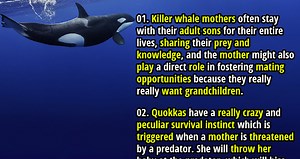 50 Interesting Facts about Animal Motherhood - Fact Republic