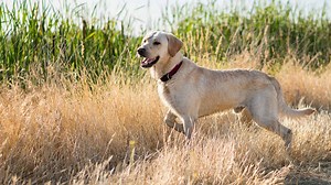 Labrador Retriever Colors: Rarest to Most Common
