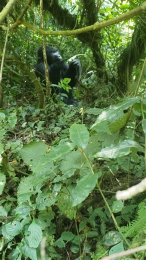 Enjoy your visit to the pearl of Africa.Gorilla trekking, Bird watching, Butterflying and Herping.