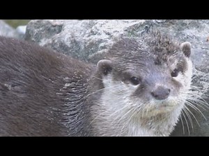 Adorable Sea Otter Compilation - Incredible Moments and Heartwarming Antics! #seaotter #compilation
