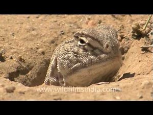 Spiny-tailed lizard in Desert National Park - video Dailymotion