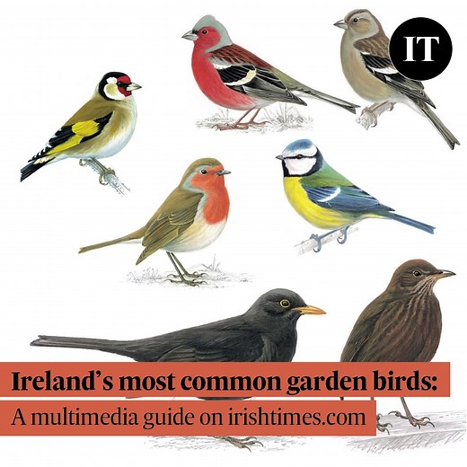 Feature: Ireland’s 20 most common garden birds - a multimedia guide with images, sizes, descriptions and songs. Illustrated by Mike Langman, with expert notes by Niall Hatch and an introduction by Paddy Woodworth https://www.irishtimes.com/life-and-style/identify-ireland-s-most-common-garden-birds-with-pictures-and-sound-1.4562883 | The Irish Times