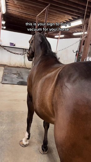 Efficient Horse Grooming Tips with a Vacuum Cleaner