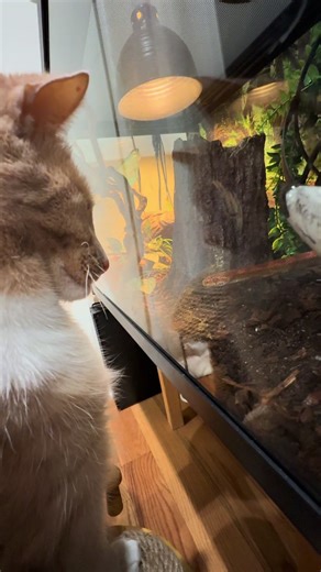 Any unlikely friendship ❤️🐍🐈 #friends #catsoftiktok #snakesoftiktok #orangecatbehavior