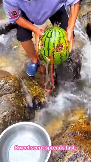 WATERMELON FISH TRAP — floating fruit bait that attracts instantly #SweetBait