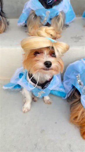 Even fairy godmothers can’t make them any cuter! ✨🩵 31 Days of Halloween: Day 16, Cinderella! 👑 | The Utah Yorkies