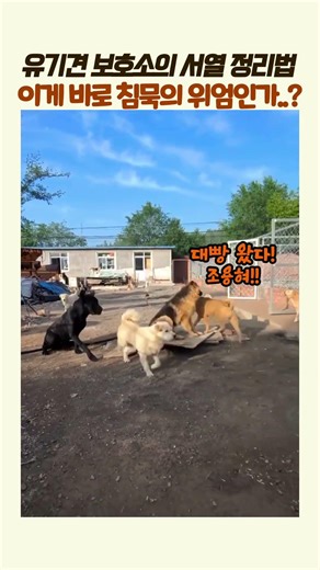 강아지들의 서열 다툼, 침묵의 위엄🐕🤫 #강아지 #서열정리 #유기견