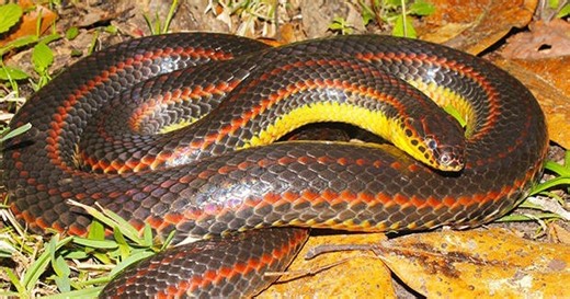 Florida wildlife officials ask public to help track rare rainbow snake