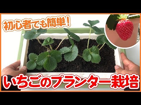 [Planter cultivation] Easy even for beginners! Strawberry planter cultivation ~How to plant and g...