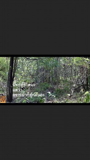 19K views · 675 reactions | Thailand Tiger Project DNP on Reels | Facebook