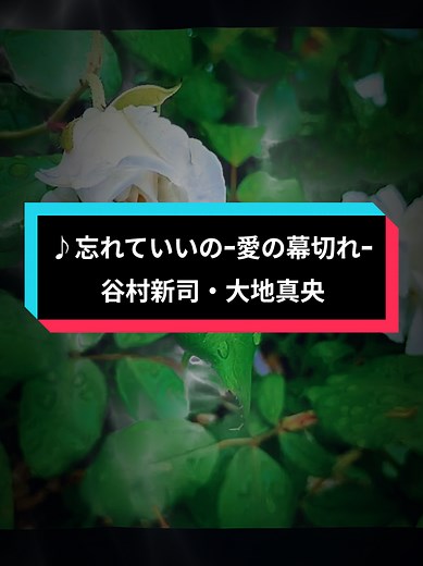 #原曲 谷村新司・小川知子 ／歌唱大地真央『忘れていいの～愛の幕切れ～ 』👉別れを受け入れようとしながらも、忘れられない愛と相手の幸せを願う切ない心を描いた、大人のラブソングです。 #歌詞をお花と風景で表現🌹🌿🎵