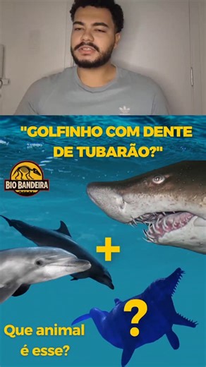 Bio bandeira on Instagram: "Meet the Squalodon: the “prehistoric dolphin” with shark-like teeth 🦷🐬 The Squalodon was a cetacean that lived between 28 and 15 million years ago and, despite its name, was not a shark, but rather an ancient relative of dolphins. It received this name because its teeth were pointed and serrated, resembling those of a shark—quite different from the smooth teeth of modern dolphins. Reaching up to 3 to 4 meters in length, the Squalodon combined primitive and modern ch