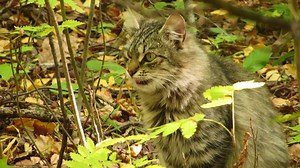 Is the cutest cat we have ever seen ? See more: https://bit.ly/2mBuGtL | Wild Animal World