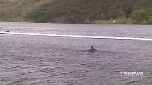 WATCH: Early morning swimmers discover a baby dolphin frolicking inside a swimming enclosure. #9News | http://9News.com.au | 9 News Gold Coast
