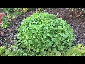 Cut Back For Blue Clips (Campanula Carpatica)/Bell Flower - August 3, 2020